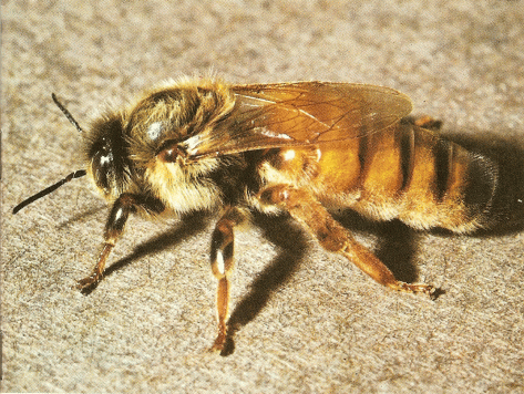 ape regina allevata-grande