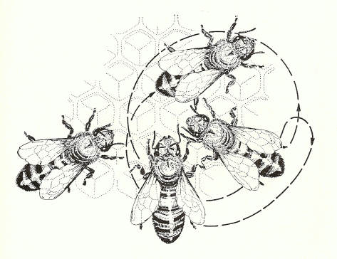 danza ape2-grande.gif