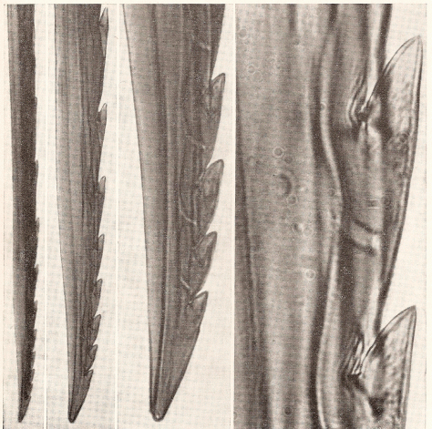 pungiglione ape-grande.gif