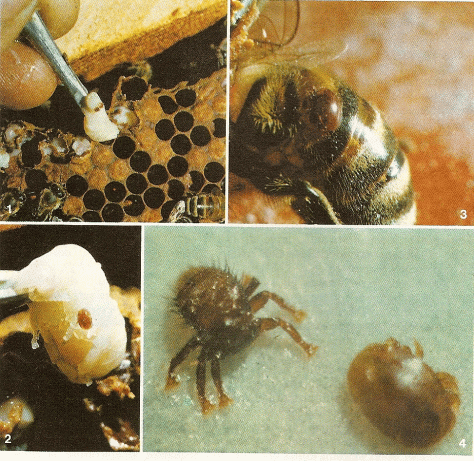 varroa-varie-foto-grande.gif