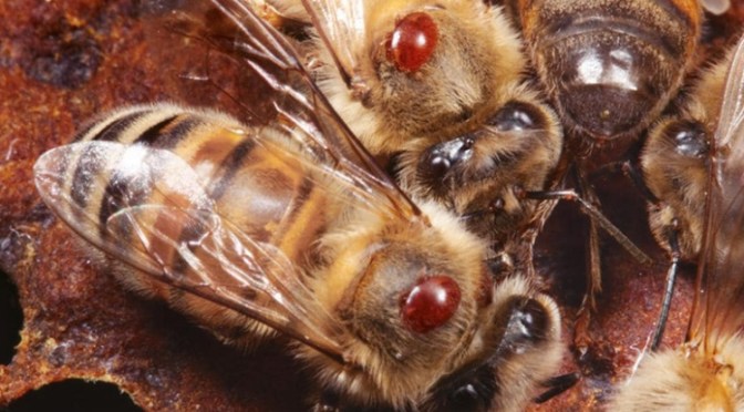 Piano regionale per il controllo dell’infestazione da Varroa destructor 2020